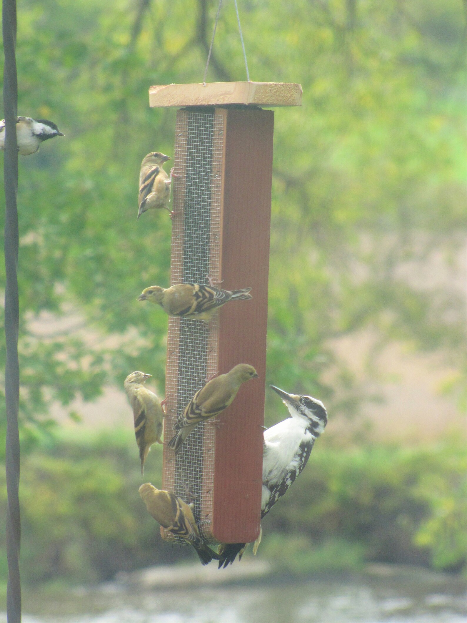 Granero de madera cardo alimentador ideal para envío gratuito | Etsy