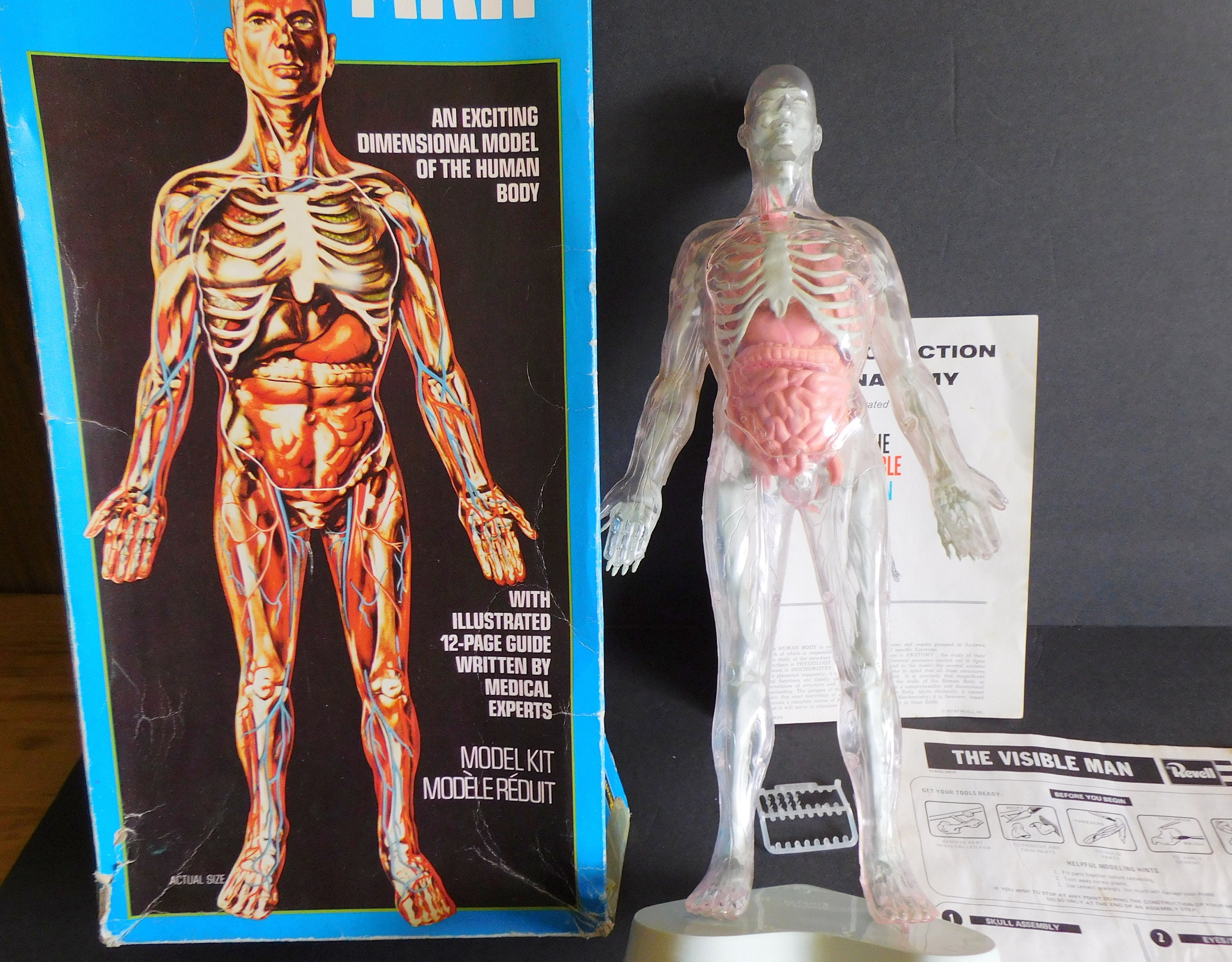 Revell the Invisible Man, Anatomy Model Kit, Human Body