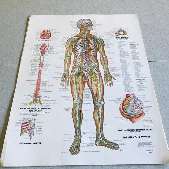 Anatomical Chart Co