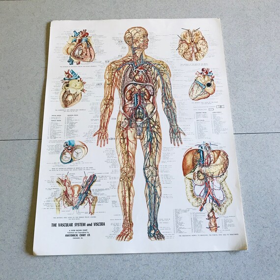 The Nervous System Anatomical Chart