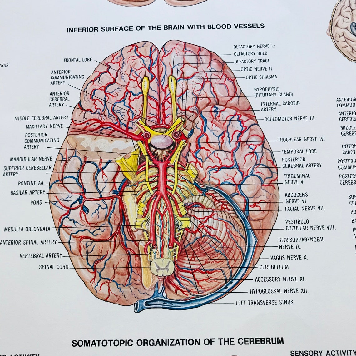 Brain Medical Wall Chart 1983 Anatomical Chart Co. Chicago IL Etsy