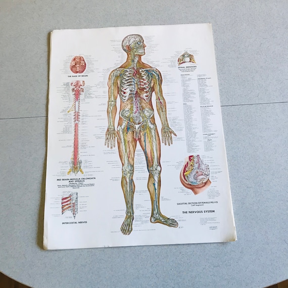 Vascular Anatomy Chart