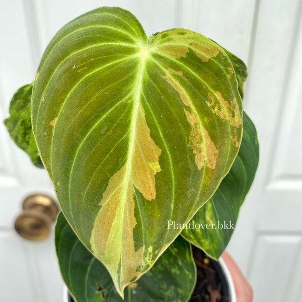 Philodendron Melanochrysum variegated - FREE Phytosanitary !!!