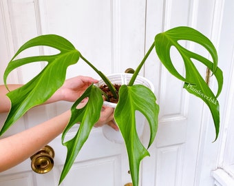 Monstera Burle Marx flame - FREE Phytosanitary !!!