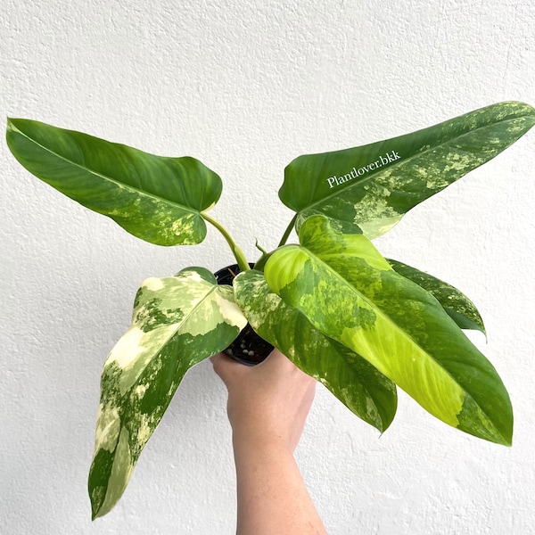 Philodendron Domesticum Variegated - Produits phytosanitaires GRATUITS !!!