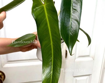 Philodendron Spiritus sancti green - FREE Phytosanitary !!!