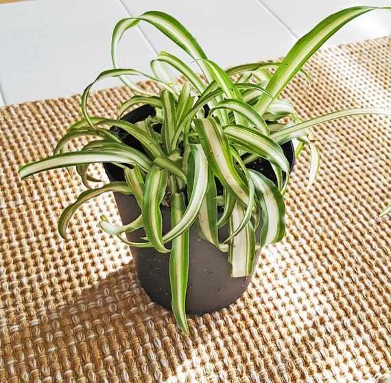 Items similar to Live Healthy Healthy Variegated Spider ...