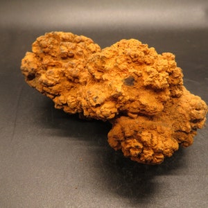 Coprolite – Fossil Reptile Dung - Wilkes Formation, Toledo, Washington