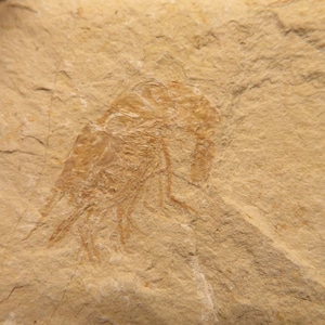 Fossil Shrimp - Carpopenaeus callirostris - Cretaceous Ajoula, Lebanon - small fossil specimen