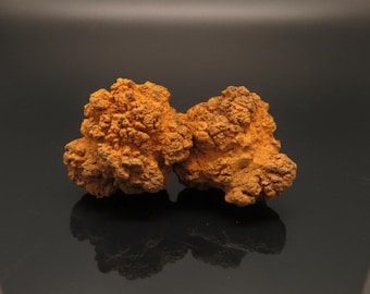 Coprolite - Excréments de reptiles fossiles - Formation de Wilkes, Toledo, Washington