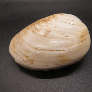 Fossil Clam - Sakaraha, Madagascar - Late Jurassic - Fossil Shell