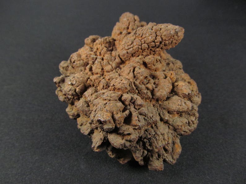 coprolite fossil