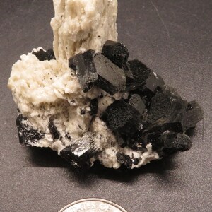 May include: A cluster of black schorl crystals on a white albite matrix. The crystals are sharp and well-formed, and the matrix is rough and textured. The specimen is about the size of a quarter.