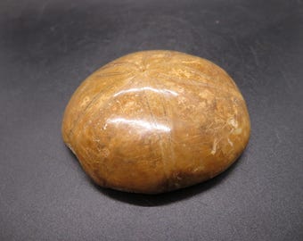 Fossil Sea Urchin - Mepygurus depressus - Madagascar - Fossil Specimen