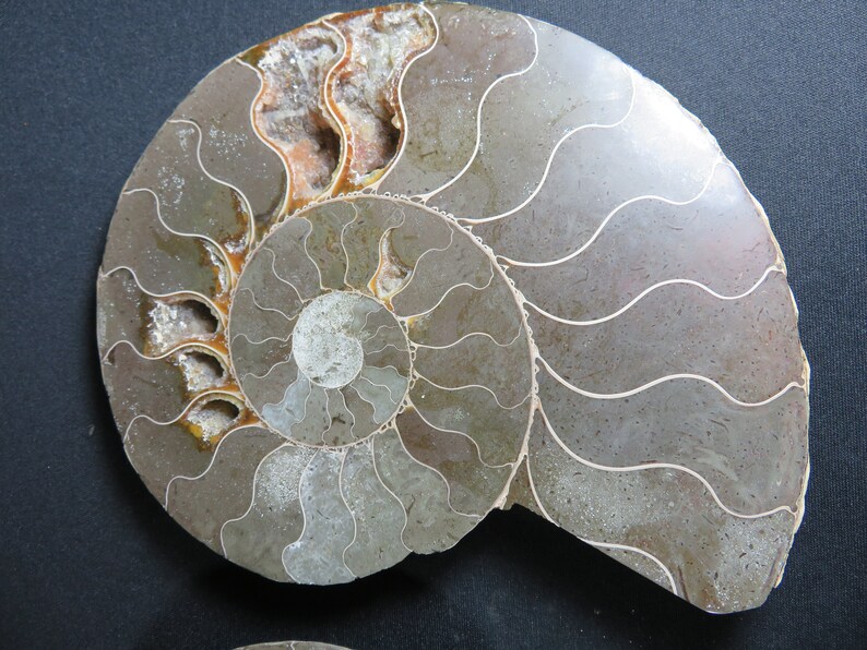 Large Fossil Ammonite Pair Madagascar Fossil Cephalopod | Etsy
