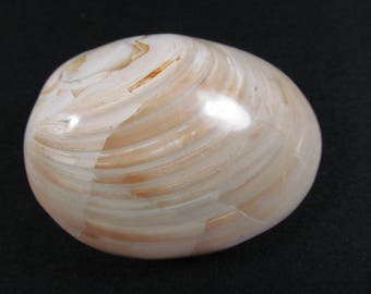 Fossil Clam - Sakaraha, Madagascar - Late Jurassic - Fossil Shell