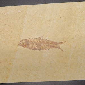 Fossil Fish - knightia - Kemmerer, Wyoming - Small Fossil Specimen