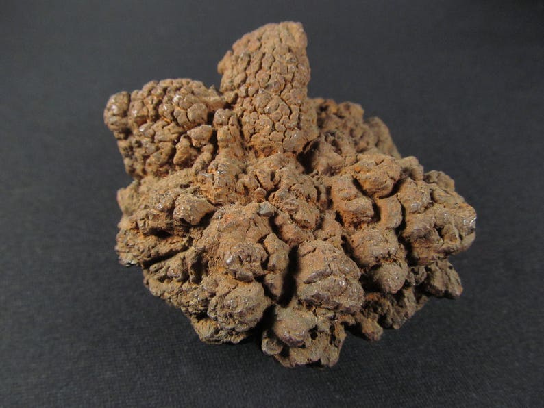 coprolite fossil