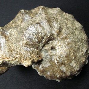 Fossil Ammonite Specimen- Mammites nodosoides - Upper Cretaceous- Morocco
