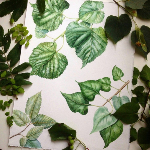 Watercolor botanical illustration: leaves.