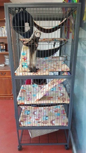 Cheap rat cages? : r/RATS