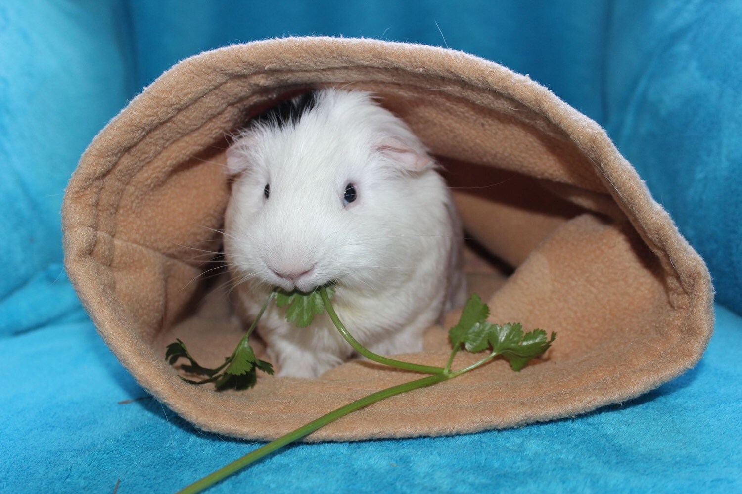 Custom made to order small animal snuggle pouch / bonding bag Etsy