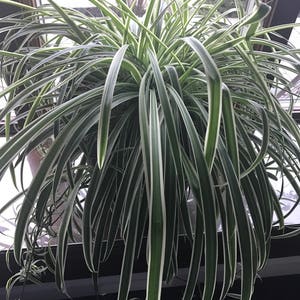Baby Spider Plant—House Plant —