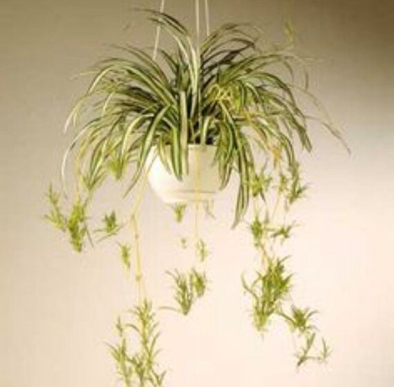 Spider plant baby Etsy Spider plant baby Etsy