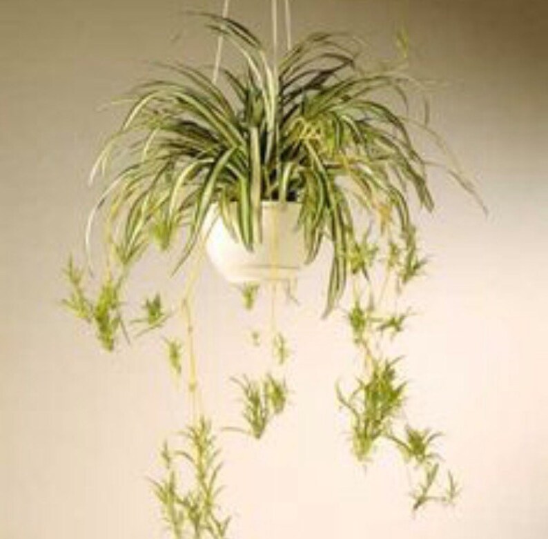 How to make spider plant babies Idea