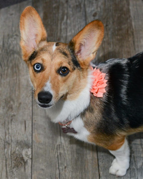 Corgi Kigurumi newest Costume