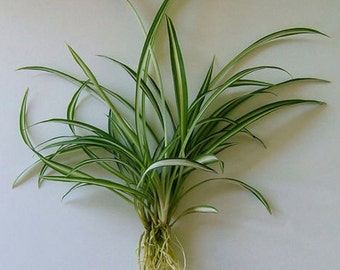 Baby rooted Spider Plant—House Plant —