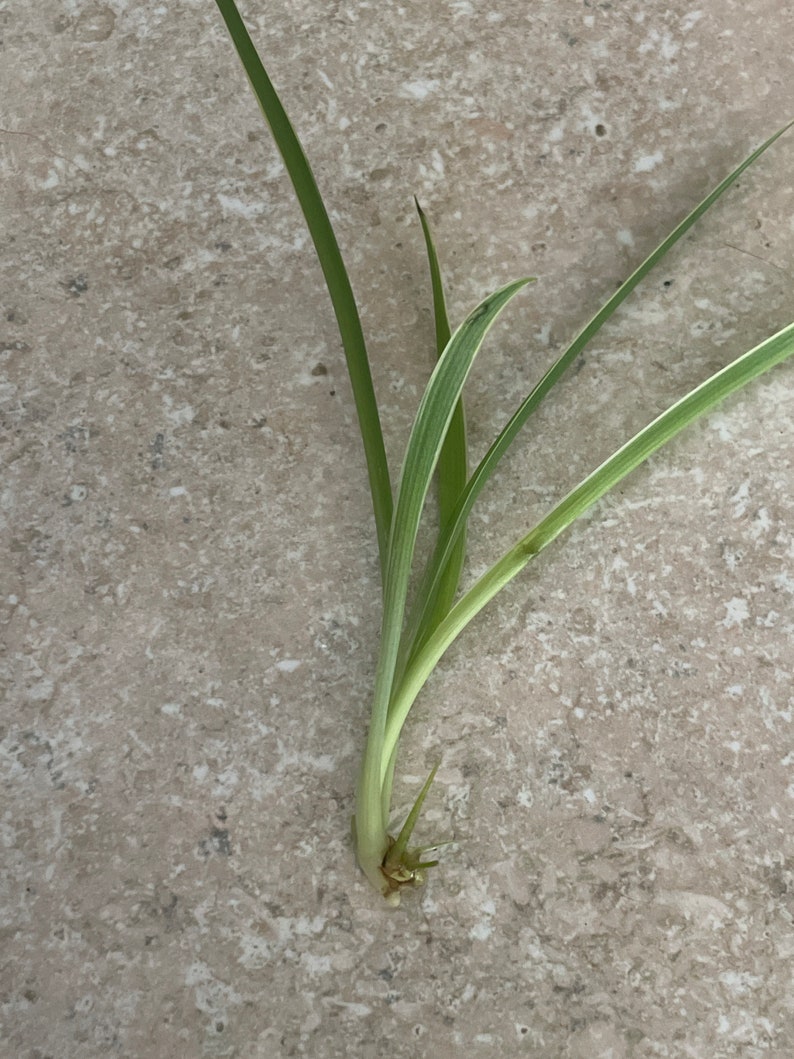 Baby Spider PlantHouse Plant image 2