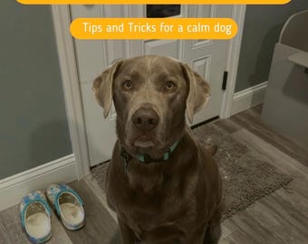 Dog Anxiety Relief Checklist | 28-Day Vagus Nerve Reset (Printable PDF)