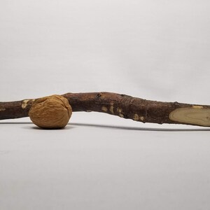 A wooden stick with a rounded end and a pointed end. The stick has a brown walnut next to it for scale.