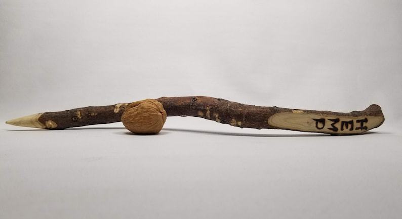A wooden stick with a rounded end and a pointed end. The stick has a brown walnut next to it for scale.