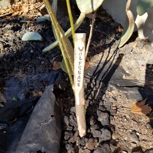 Great Vampire, Dracula, Buffy, Monster Slayer Halloween Costume accessory or plant and tree marker