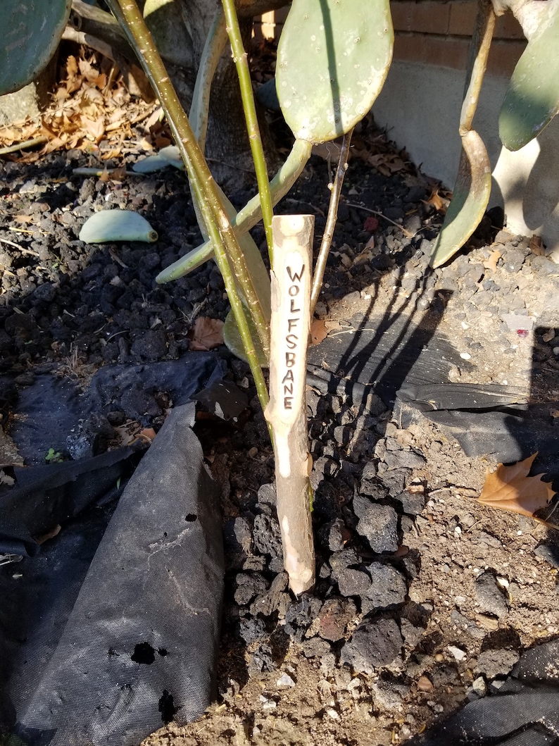 Great Vampire, Dracula, Buffy, Monster Slayer Halloween Costume accessory or plant and tree marker