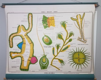 Awesome Original Vintage Marine Biology Chart - Hydra and Obelia - Free Shipping to the Lower 48!