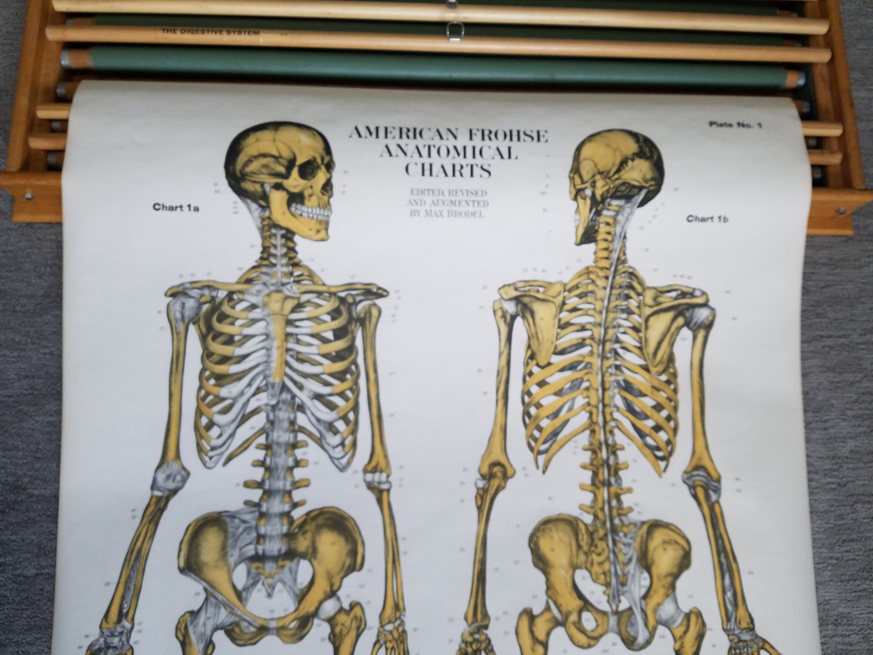 Absolutely Amazing Set of 6 Vintage Anatomy Medical Charts in 