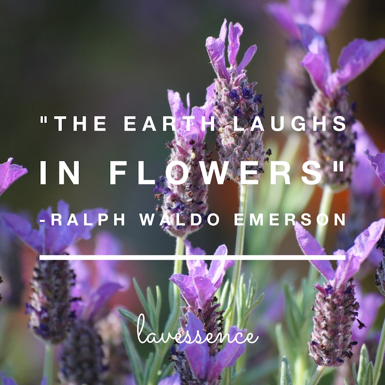 Photo taken by Lavessence of blooming lavender flowers with white text reading "the earth laughs in flowers" a quote by Ralph Waldo Emerson
