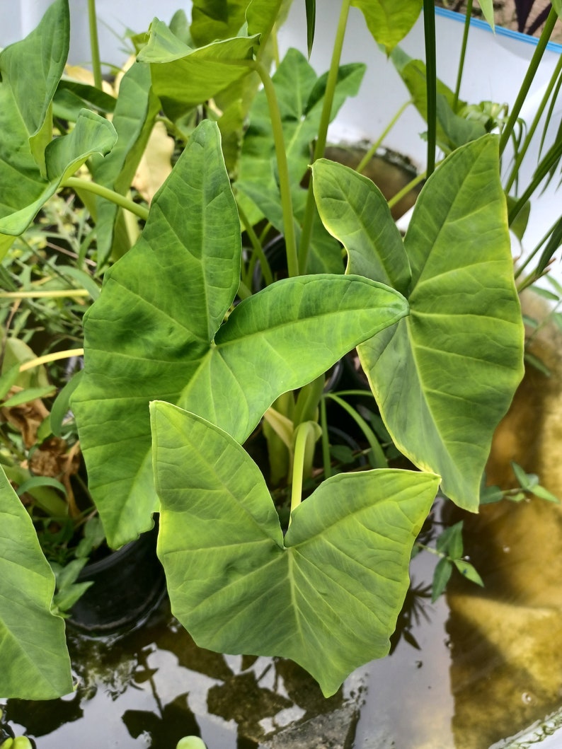 Taro, Gabi, Colocasia Esculenta, Edible Pond Plant Etsy