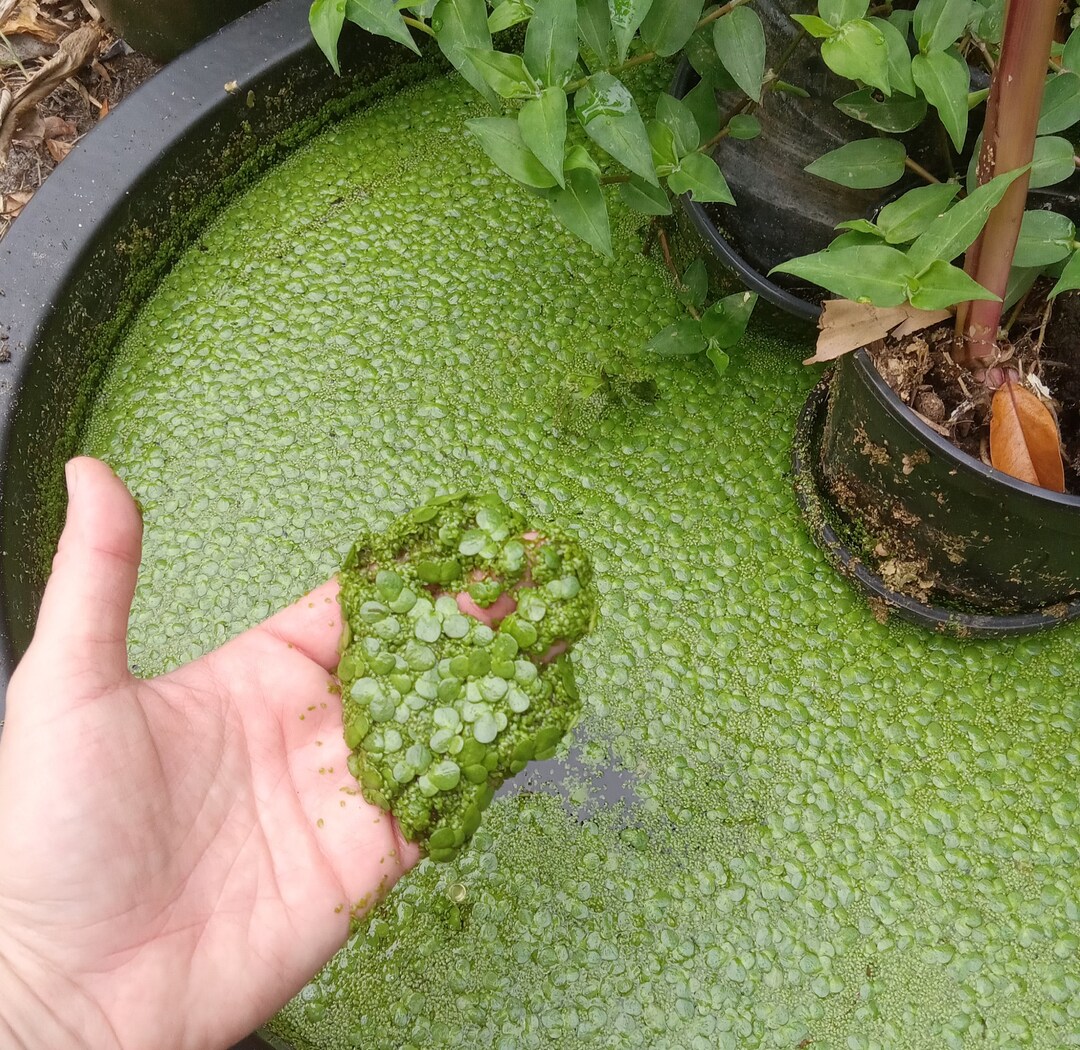 Duckweed Lemna Floating Plant Edible Pond and Aquarium Etsy