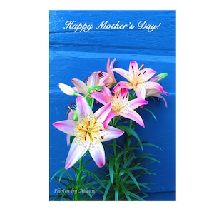 Muttertag Blumenkarte, rosa Tiger Lilie Foto, rosa Lilie auf blau