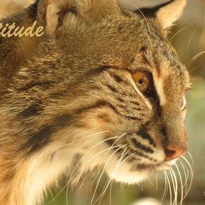 Cattitude cat lover card, wildcat greeting card