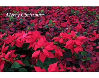 Tarjeta fotográfica de Feliz Navidad con Poinsettia: Flor de Nochebuena
