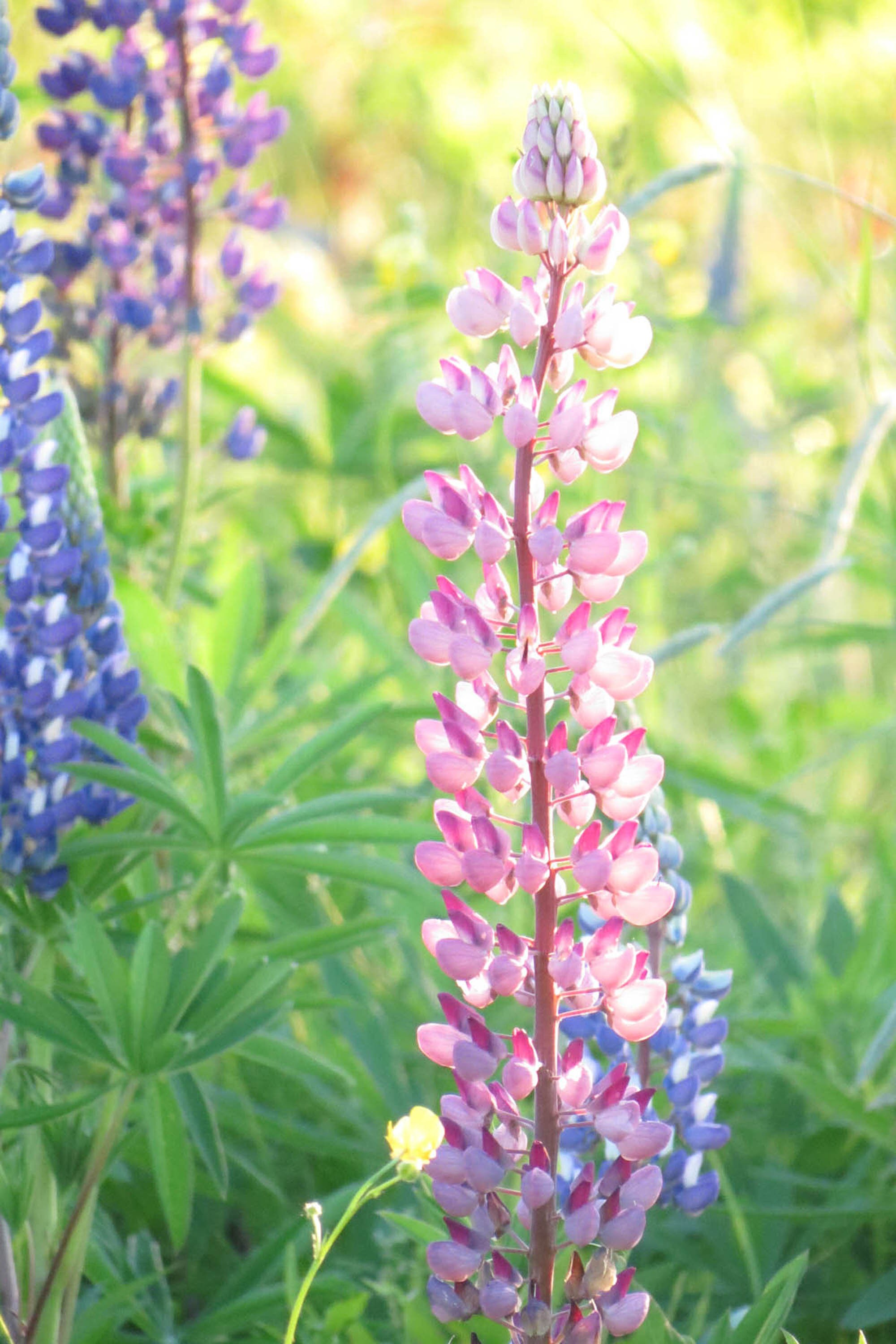 pink lupine photo card, lupines sugar hill new hampshire greeting card, white mountains flowers card
