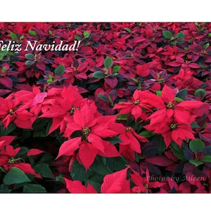 Cartão de Natal Feliz Navidad poinsétias, flor de Nochebuena