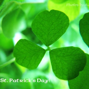 carte de trèfle, carte irlandaise, carte trèfle irlandais, carte de Saint-Patrick, carte de trèfle porte-bonheur, photo shamrock