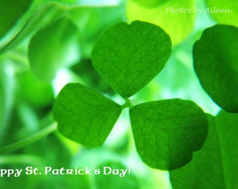 shamrock card, Irish card, Irish clover card, st patrick's day card, lucky shamrock card, shamrock photo