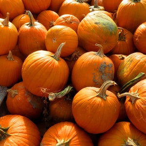 Cartão palooza de abóbora, cartão de abóboras de Halloween
